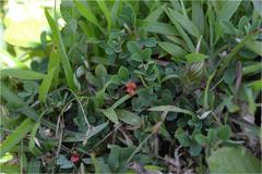 Indigofera prostrata
